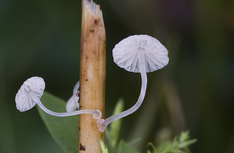 Mycena bulbosa